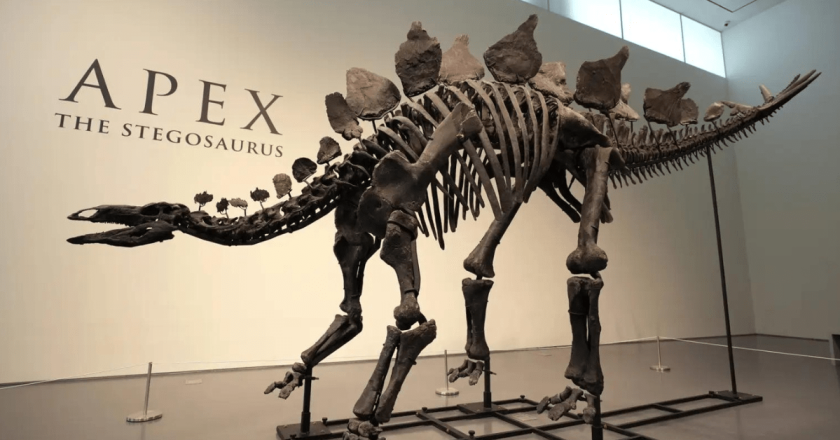 Colorado’s 11-foot tall, 27-foot-long stegosaurus to be auctioned by Sotheby’s July 17