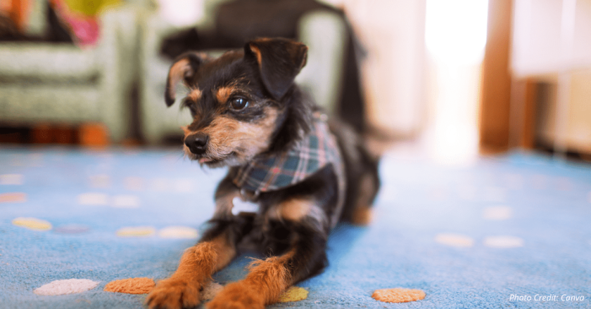 Meet the dogs of the Colorado Capitol. Like, literal dogs.