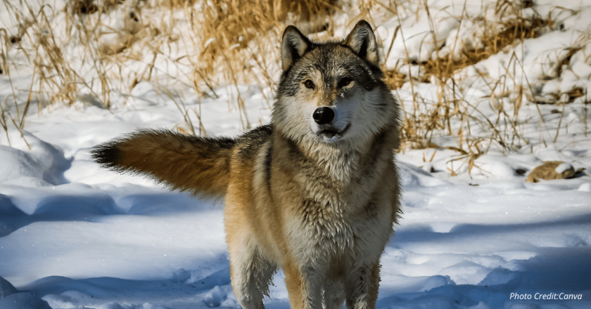 Federal agency kills Colorado wolf connected to sheep deaths in Wyoming 