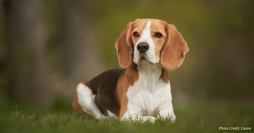 NIH closes experimentation labs accused of brutally killing thousands of beagles for 40+ years